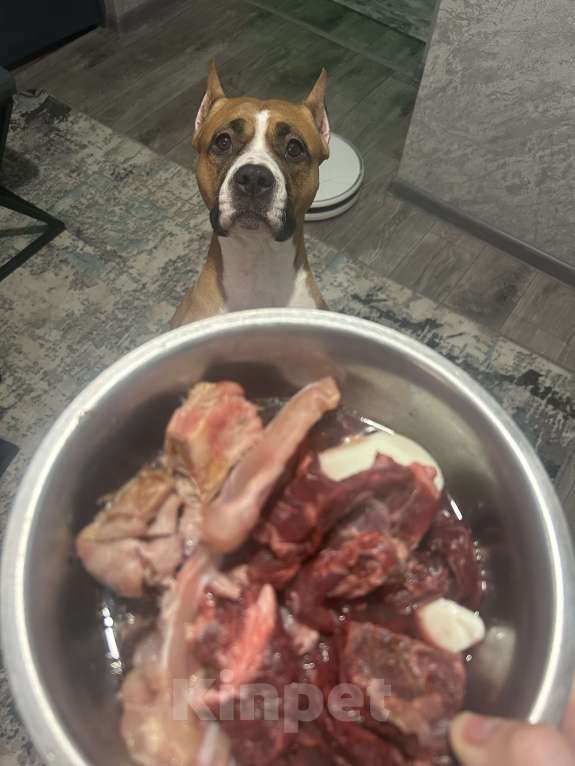 Собаки в Ельце: Щенки АСТ Девочка, 55 000 руб. - фото 9