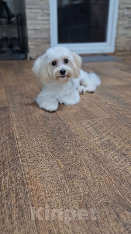 Собаки в Москве: Мальчик Мальтипу  Мальчик, 50 000 руб. - фото 2