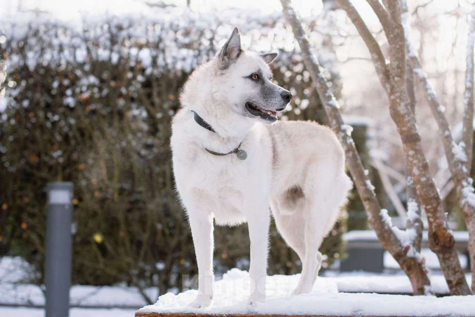 Собаки в Москве: Бинго Мальчик, Бесплатно - фото 6