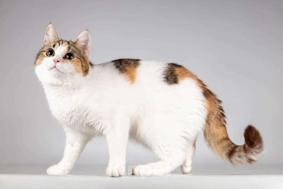 Кошки в Москве: Красавица Ника ищет семью. Девочка, Бесплатно - фото 4