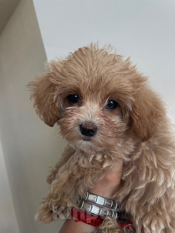 Собаки в Сочи: Мальтипу продажа щенок Девочка, 60 000 руб. - фото 3
