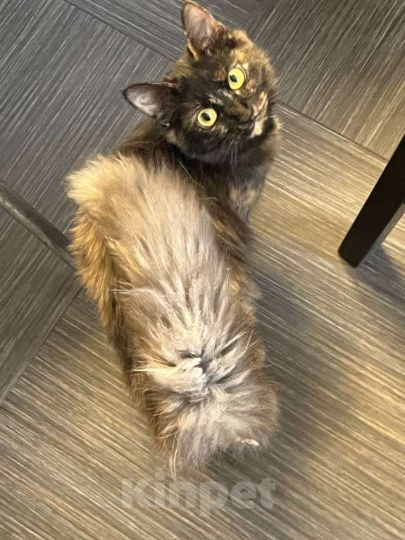 Кошки в Москве: Котенок Сильва в добрые руки, 7 мес. Девочка, Бесплатно - фото 9