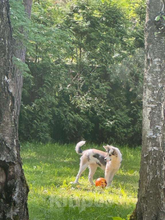 Собаки в Москве: Ласковая девочка метис австралийской овчарки с шестью пальчиками Девочка, Бесплатно - фото 4