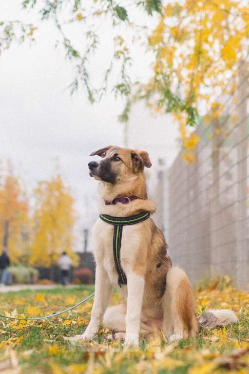 Собаки в Москве: Идеальная собака для людей без опыта Девочка, Бесплатно - фото 3
