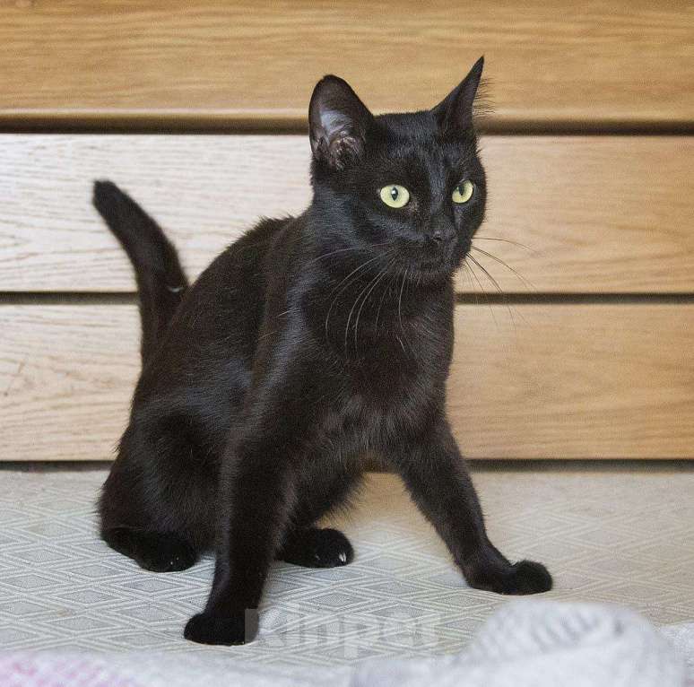 Кошки в Москве: Котик Оникс очень ищет дом и своего человека!  Мальчик, Бесплатно - фото 2