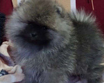 Собаки в Брянске: Щенок померанского шпица Мальчик, 33 000 руб. - фото 1