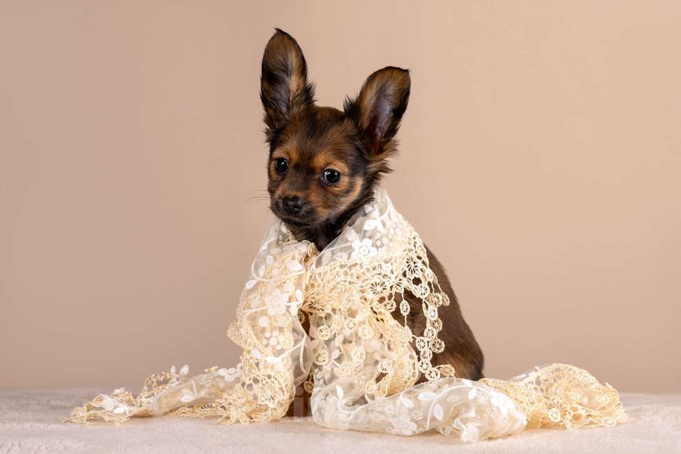 Собаки в Сосновом Бору: Щенок русского тоя длинношерстного Девочка, Бесплатно - фото 1