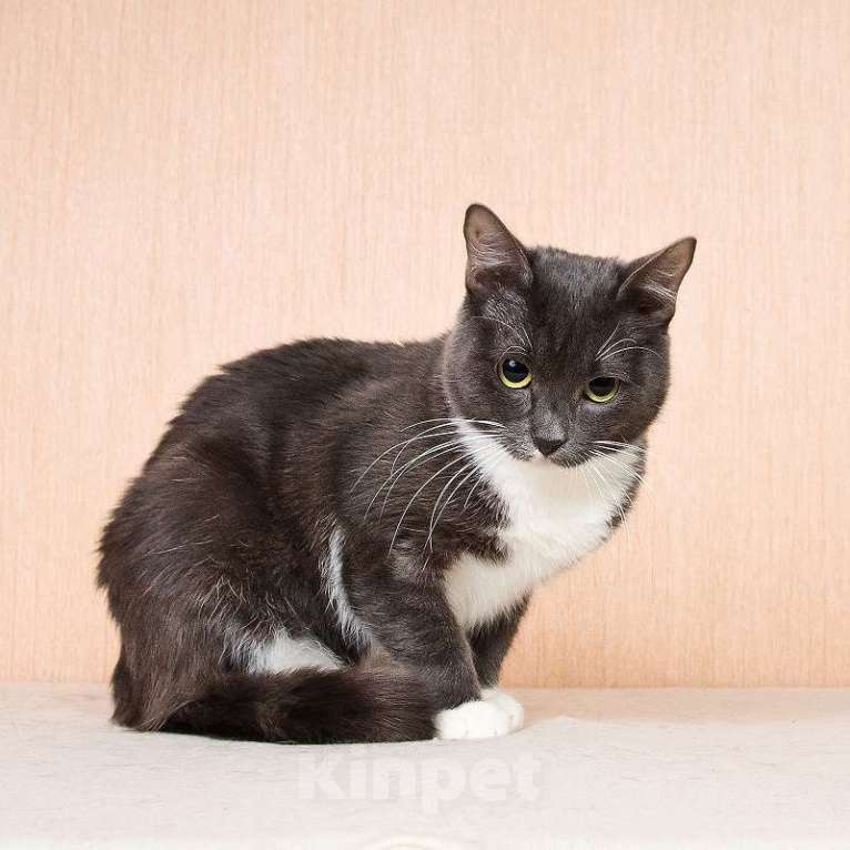 Кошки в Москве: Молодая комфортная кошечка Муся в добрые руки Девочка, Бесплатно - фото 4