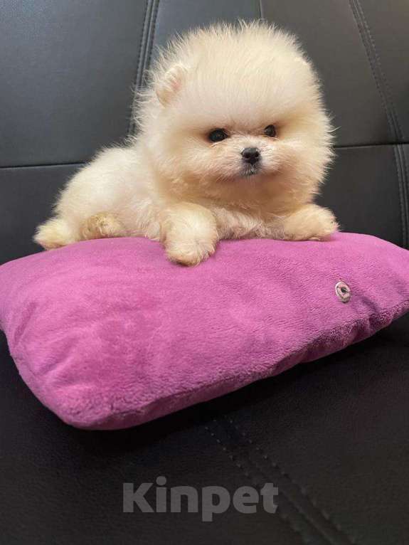 Собаки в Москве: Померанский шпиц  -   Белоснежный   Мальчик Мальчик, 35 000 руб. - фото 2