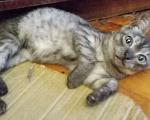 Кошки в Москве: Плюшевый шотландский котёнок окраса голубое серебро Мальчик, Бесплатно - фото 2