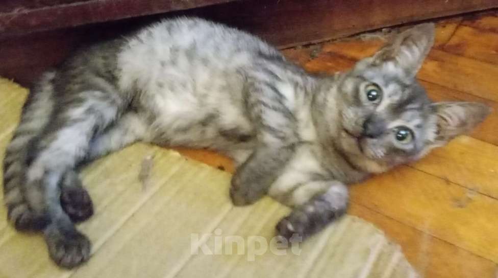 Кошки в Москве: Плюшевый шотландский котёнок окраса голубое серебро Мальчик, Бесплатно - фото 2