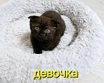 Кошки в Тольятти: Котенок скотишш фолд, темный шоколад Девочка, Бесплатно - фото 4