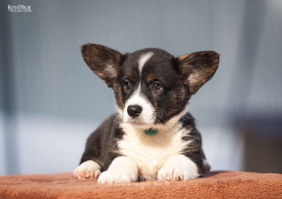 Собаки в Москве: Девочка корги Девочка, Бесплатно - фото 8