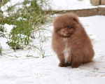 Собаки в Москве: щенок шпица коричневого окраса Мальчик, 27 000 руб. - фото 5