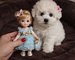Собаки в Москве: Бишон фризе мини девочка Девочка, 80 000 руб. - фото 1