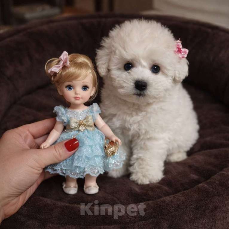 Собаки в Москве: Бишон фризе мини девочка Девочка, 80 000 руб. - фото 1