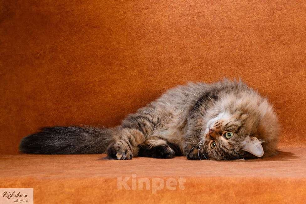 Кошки в Москве: Сибирская барышня Девочка, 10 000 руб. - фото 3