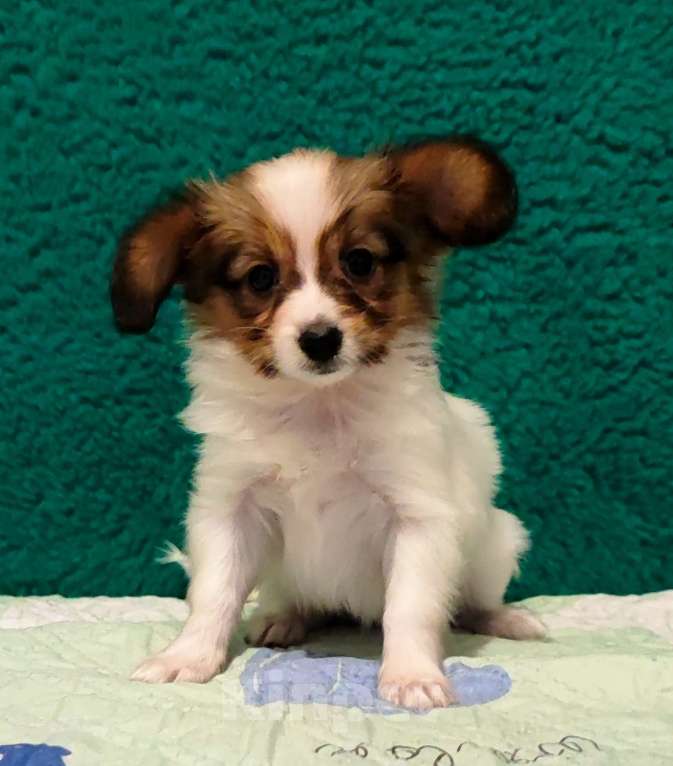 Собаки в Брянске: Девочки Папийона Девочка, 20 000 руб. - фото 4