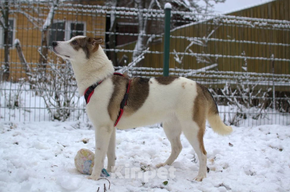 Собаки в Москве: 🐶 Чудесная девочка по имени Юна ищет любовь, заботу и семью🙏   Девочка, Бесплатно - фото 2