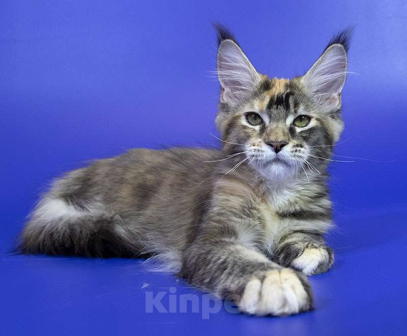 Кошки в Москве: Котенок мейн кун Девочка, Бесплатно - фото 3