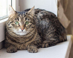Кошки в Новоалтайске: Кошка Кьяра, 1 г, стерилизована, лоток 5+, Бесплатно - фото 1