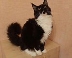 Кошки в Оленегорске: Мейн кун котик, 18 000 руб. - фото 5