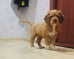 Собаки в Казани: Щенок американского кокер-спаниеля Девочка, 20 000 руб. - фото 2