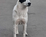 Собаки в Химках: Девочка, 6 мес. в добрые руки. Доброжелательна к собакам, людям, немного пуглива, стерилизована Девочка, 1 руб. - фото 3