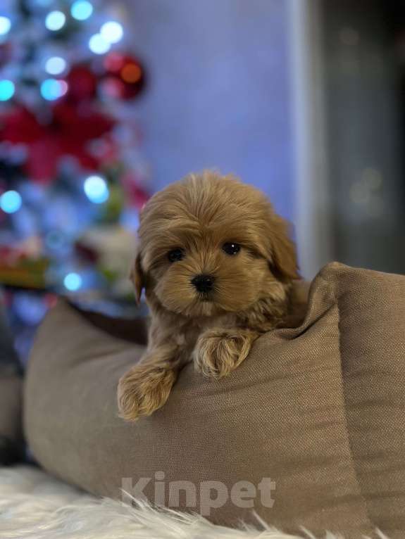 Собаки в Люберцах: Мальтипу мини ф1 мальчик  Мальчик, 200 000 руб. - фото 4