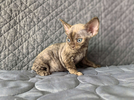 Шоколадная черепашка