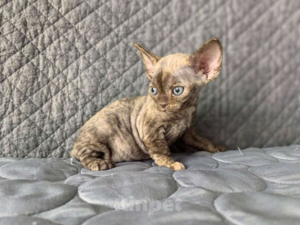 Кошки в Москве: Шоколадная черепашка Девочка, Бесплатно - фото 1