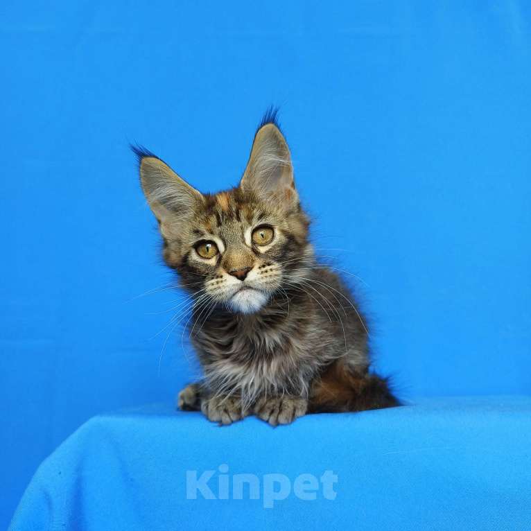 Кошки в Москве: Котёнок Мейн-Кун из питомника Девочка Девочка, 50 000 руб. - фото 3