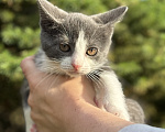 Кошки в Сосновом Бору: Котенок Кексик Мальчик, Бесплатно - фото 4