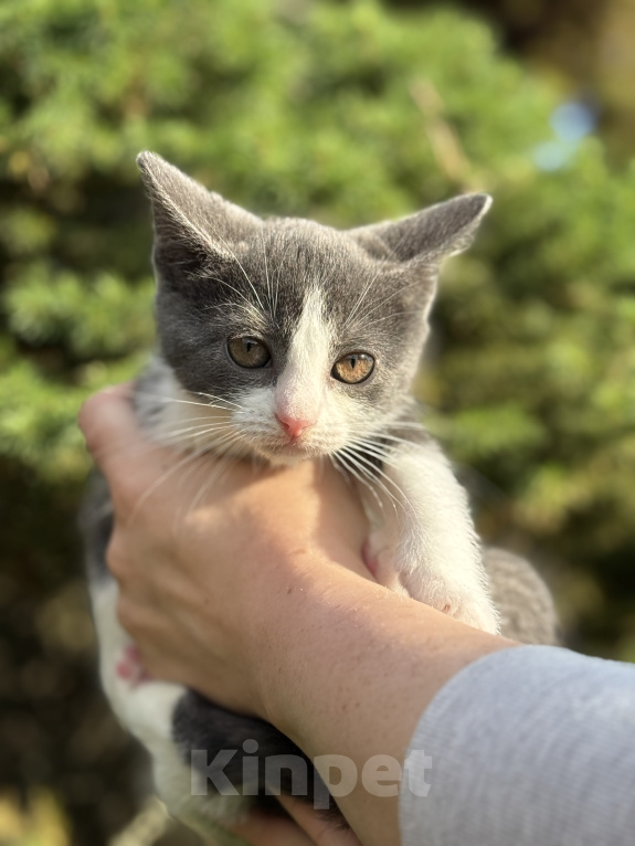 Кошки в Сосновом Бору: Котенок Кексик Мальчик, Бесплатно - фото 4