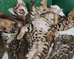 Кошки в Москве: Бенгальские леопардики.  Мальчик, 30 000 руб. - фото 1