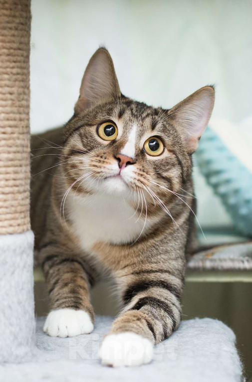 Кошки в Москве: Котенок Харитон. Мальчик, Бесплатно - фото 3