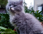 Кошки в Москве: Кошечка Лизонька  2 мес, от домашней сибирской кошки. Гарантированное здоровье и отличная порода. Девочка, 7 000 руб. - фото 2