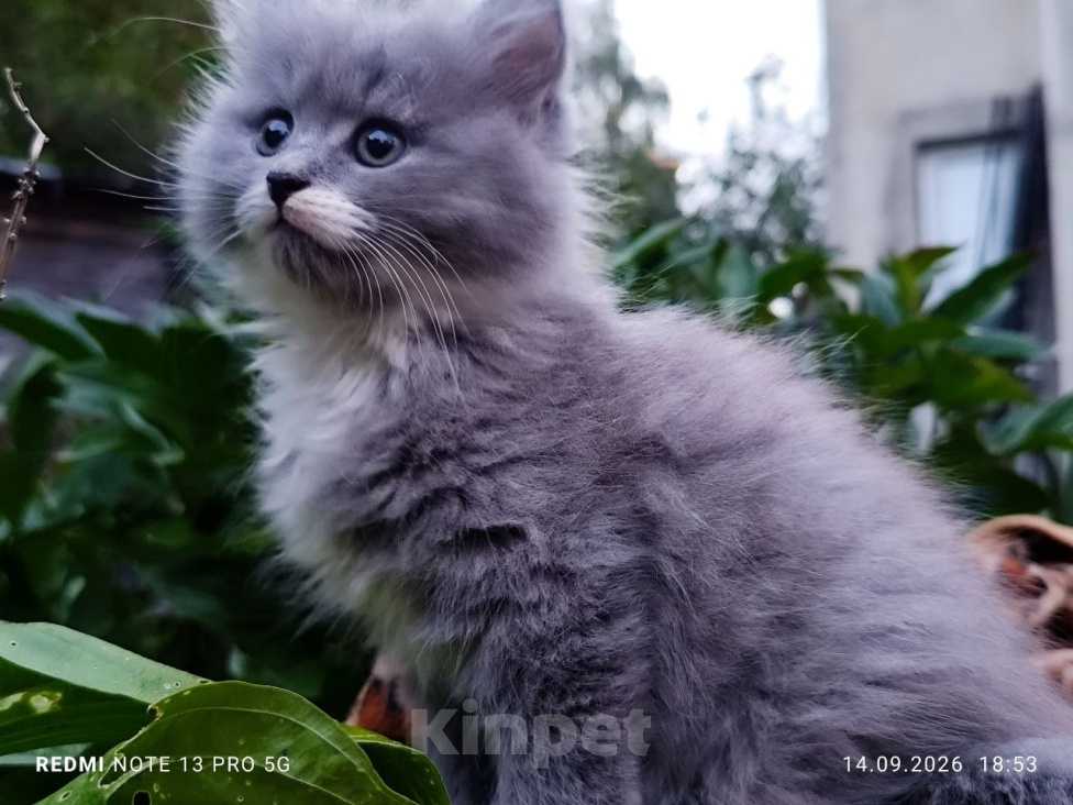 Кошки в Москве: Кошечка Лизонька  2 мес, от домашней сибирской кошки. Гарантированное здоровье и отличная порода. Девочка, 7 000 руб. - фото 2
