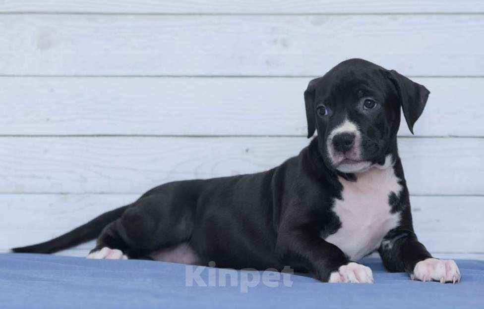 Собаки в Санкт-Петербурге: Щенок амстаффа Девочка, 50 000 руб. - фото 2