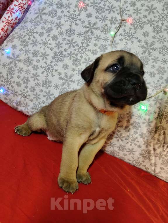 Собаки в других городах Краснодарского края: Кане-Корсо, щенок Девочка, 20 000 руб. - фото 7