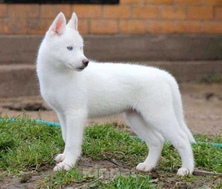 Собаки в Москве: Голубоглазая Девочка Сибирский хаски Девочка, 35 000 руб. - фото 2