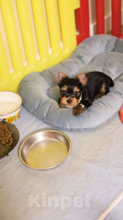 Собаки в Санкт-Петербурге: Щенок Йоркширского терьера, девочка  Девочка, 50 000 руб. - фото 2