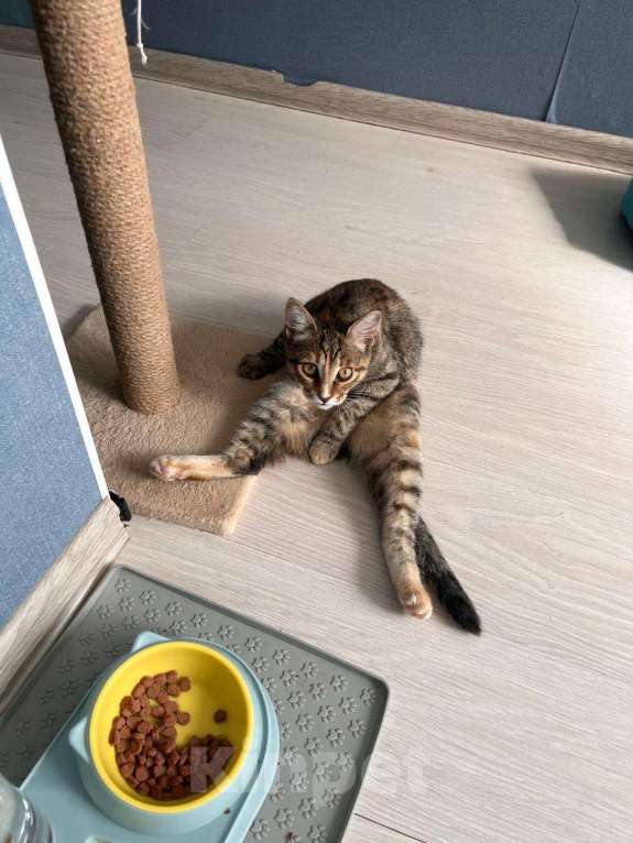 Кошки в Москве: Забавная кошечка Девочка, Бесплатно - фото 3