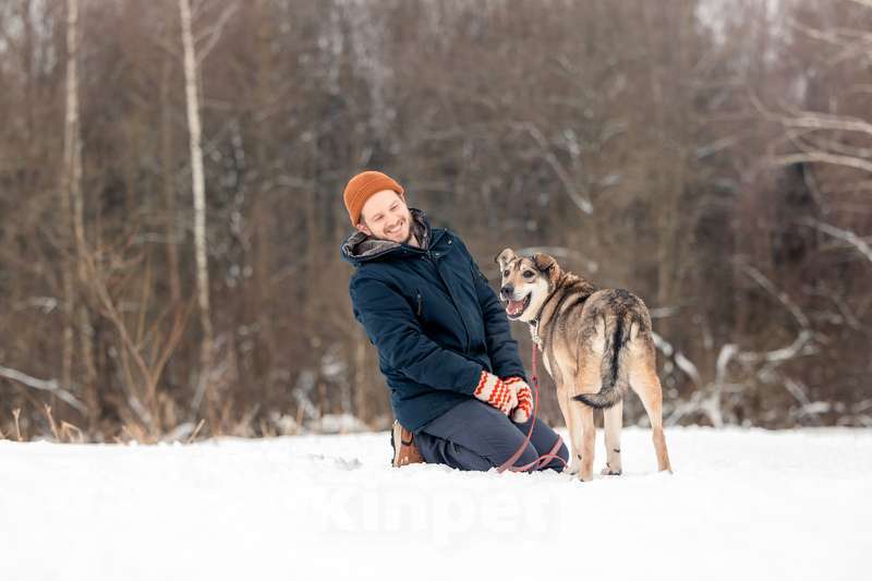 Собаки в Москве: Милый оптимист Джек ищет дом Мальчик, Бесплатно - фото 4