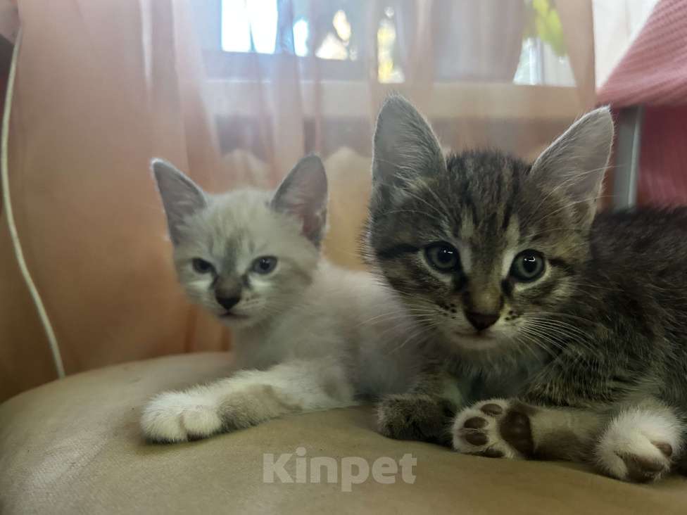Кошки в Брянске: Кошечка в добрые руки  Девочка, Бесплатно - фото 1