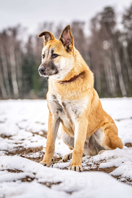 Собаки в Клине: Хорт — серьёзный парень Мальчик, Бесплатно - фото 4