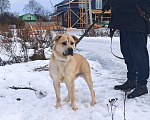 Собаки в Санкт-Петербурге: На сто процентов дружелюбный и добродушный пёс Мальчик, Бесплатно - фото 3