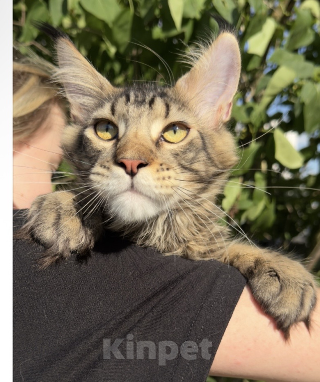 Кошки в Москве: Котенок Мейнкун Мальчик, 65 000 руб. - фото 2