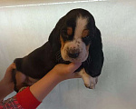 Собаки в Краснодаре: Щенки бассет-хаунд Разнополые, 22 000 руб. - фото 5