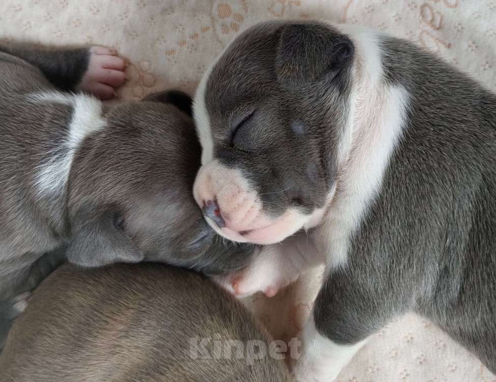 Собаки в Санкт-Петербурге: Щенки стаффордширского терьера Разнополые, 90 000 руб. - фото 2